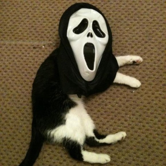 ISO THESE SHOES - Picture 10 of 13